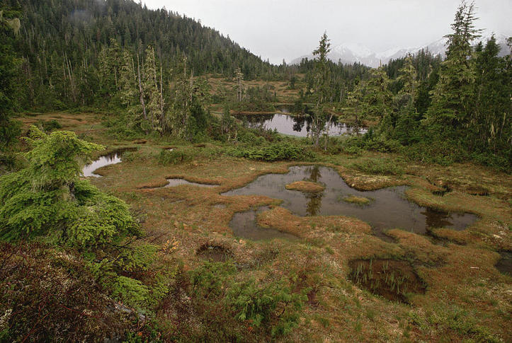 Habitat and Geography - The Taiga Biome